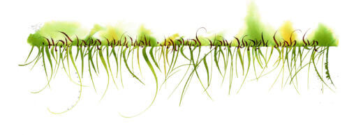 Gras neu Titel reverse